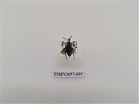 藏品(膜翅目(蜂))的圖片